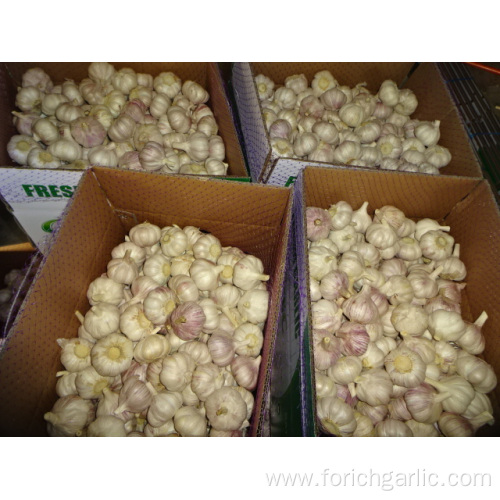 Fresh Normal White Garlic Best Quality